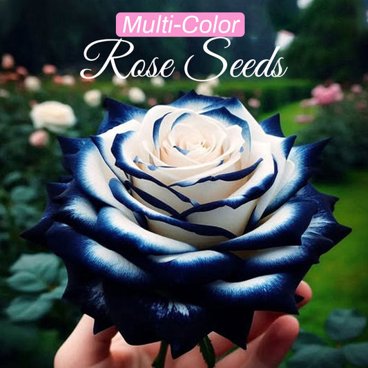 Graines de roses multicolores