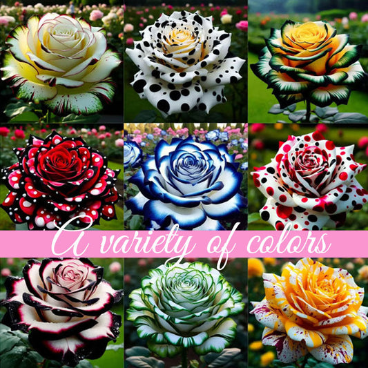 Graines de roses multicolores